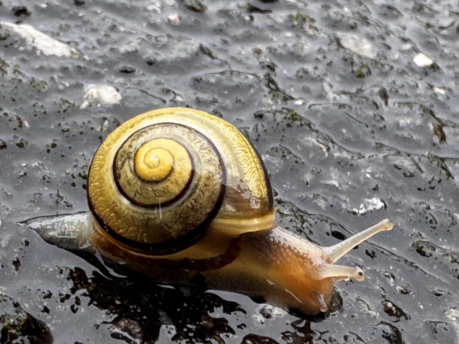 Jeremiah the snail